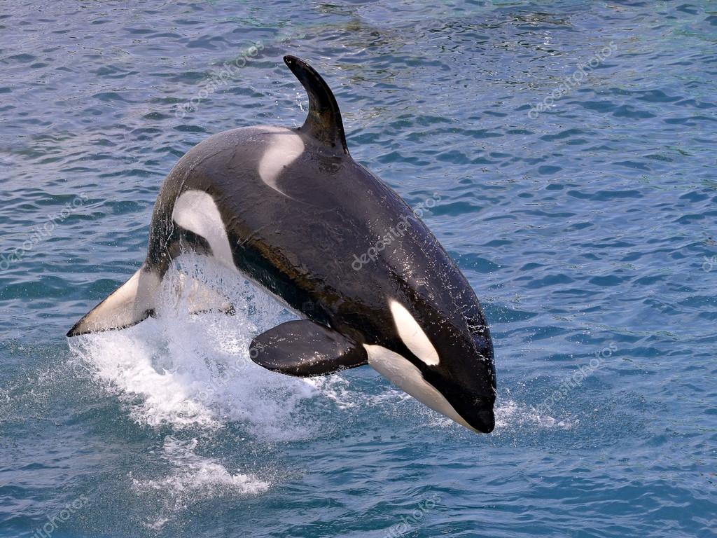 Killer whale stock photos royalty free killer whale images
