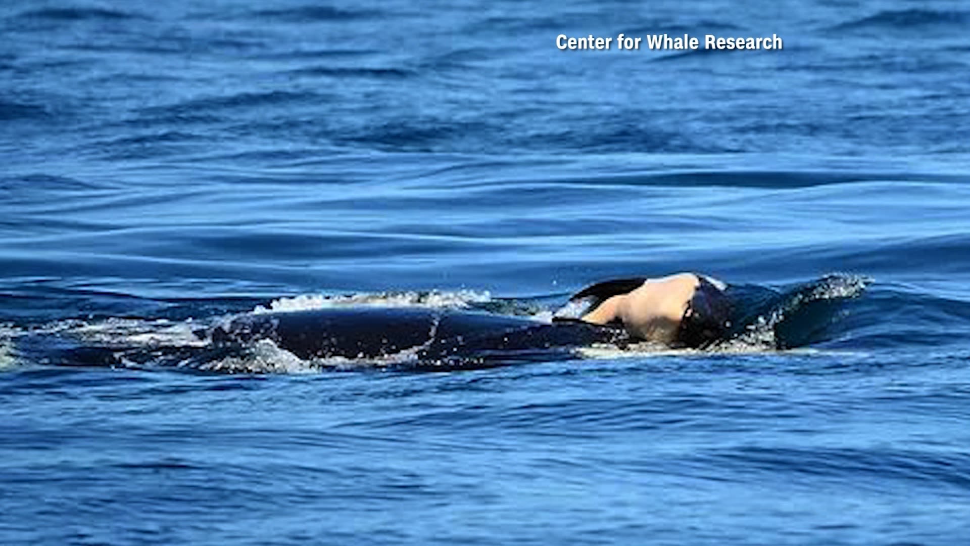 Its heartbreaking killer whale continues carrying dead calf for unprecedented length of mourning