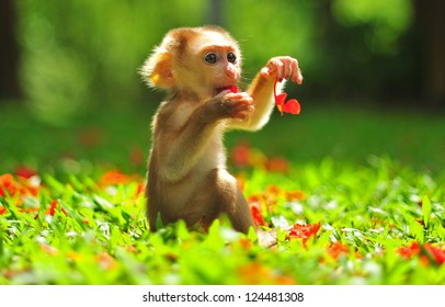 Monkey baby images stock photos vectors