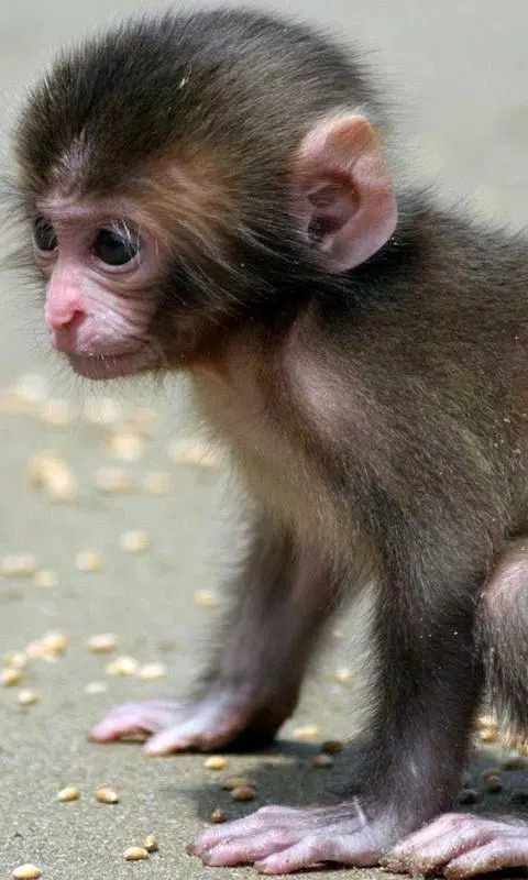 Baby monkey live wallpaper apk for android download
