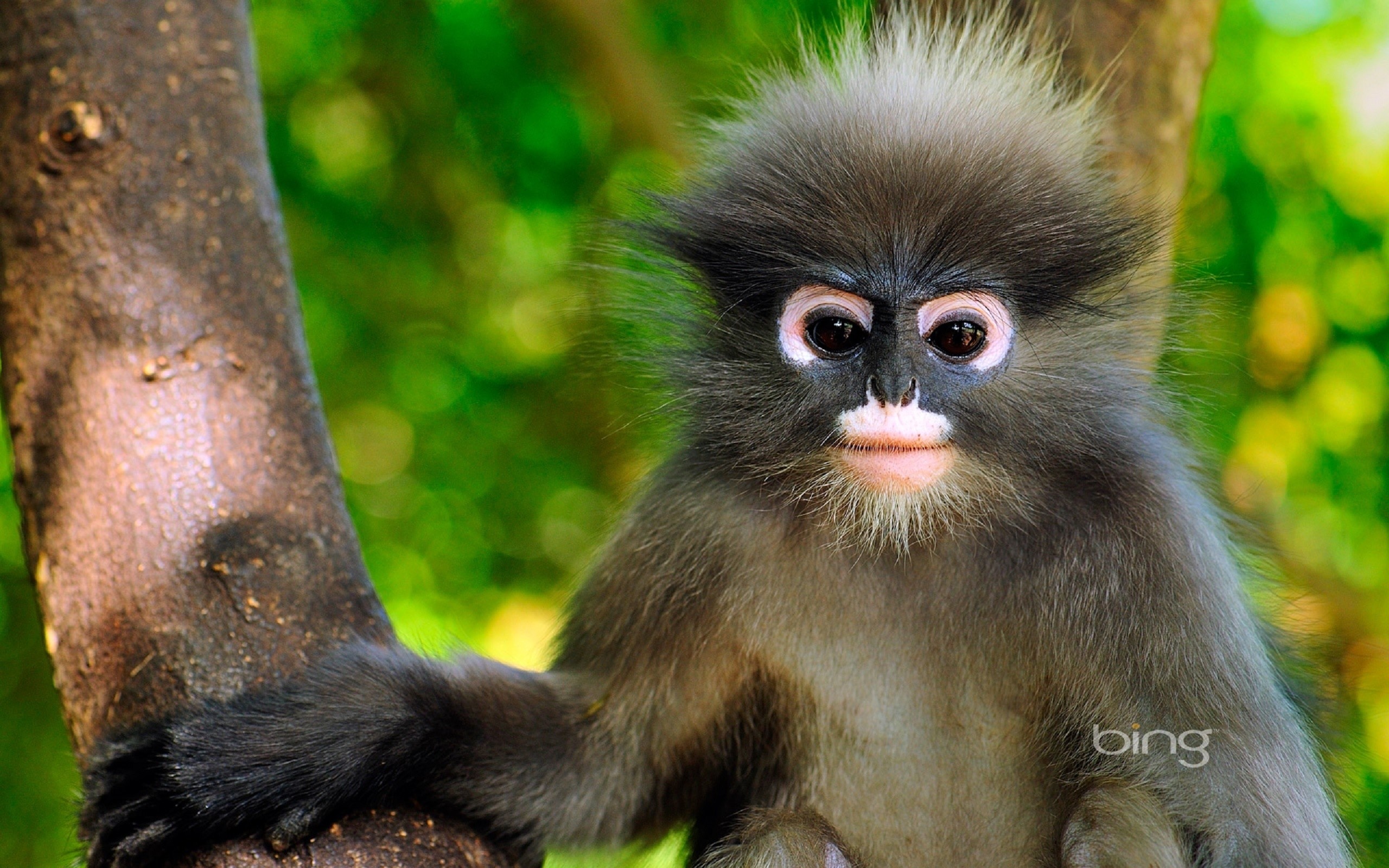 Bing monkey cute monkey cool baby monkey funny beauty baby