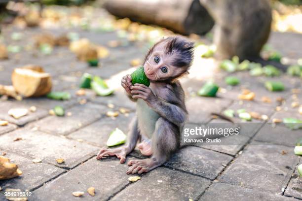 Little baby monkeys photos and premium high res pictures