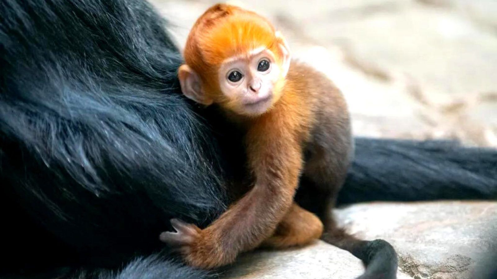 A rare baby monkey was born at an ohio zooâ see the adorable photos