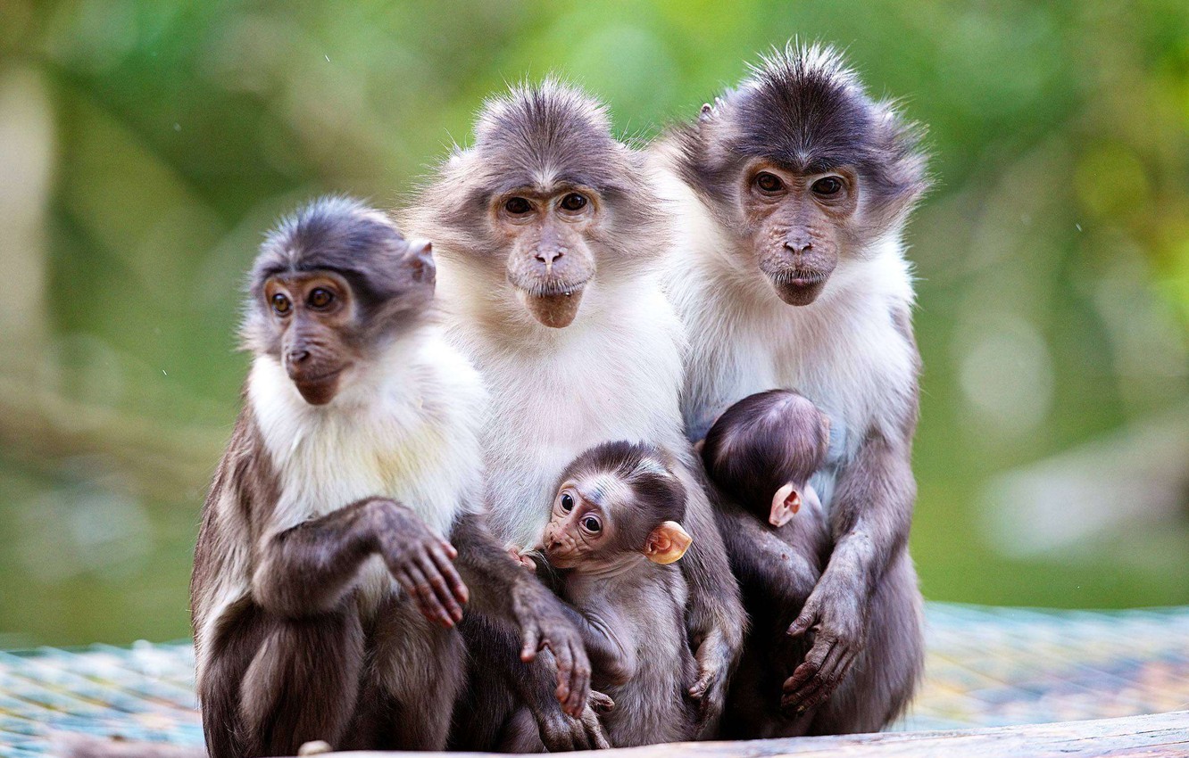 Wallpaper nature macaques baby monkey mom images for desktop section ððððñðñðµ