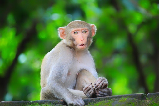 Cute little baby monkey face cute animal wallpaper hd stock photo