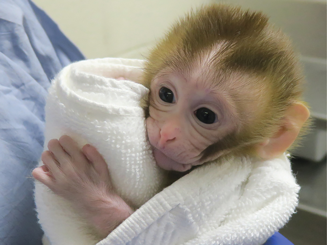 Baby monkey is first primate created using sperm from tissue transplanted into dad
