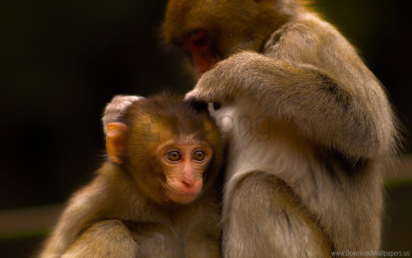 Baby care couple monkey wallpaper background best stock photos
