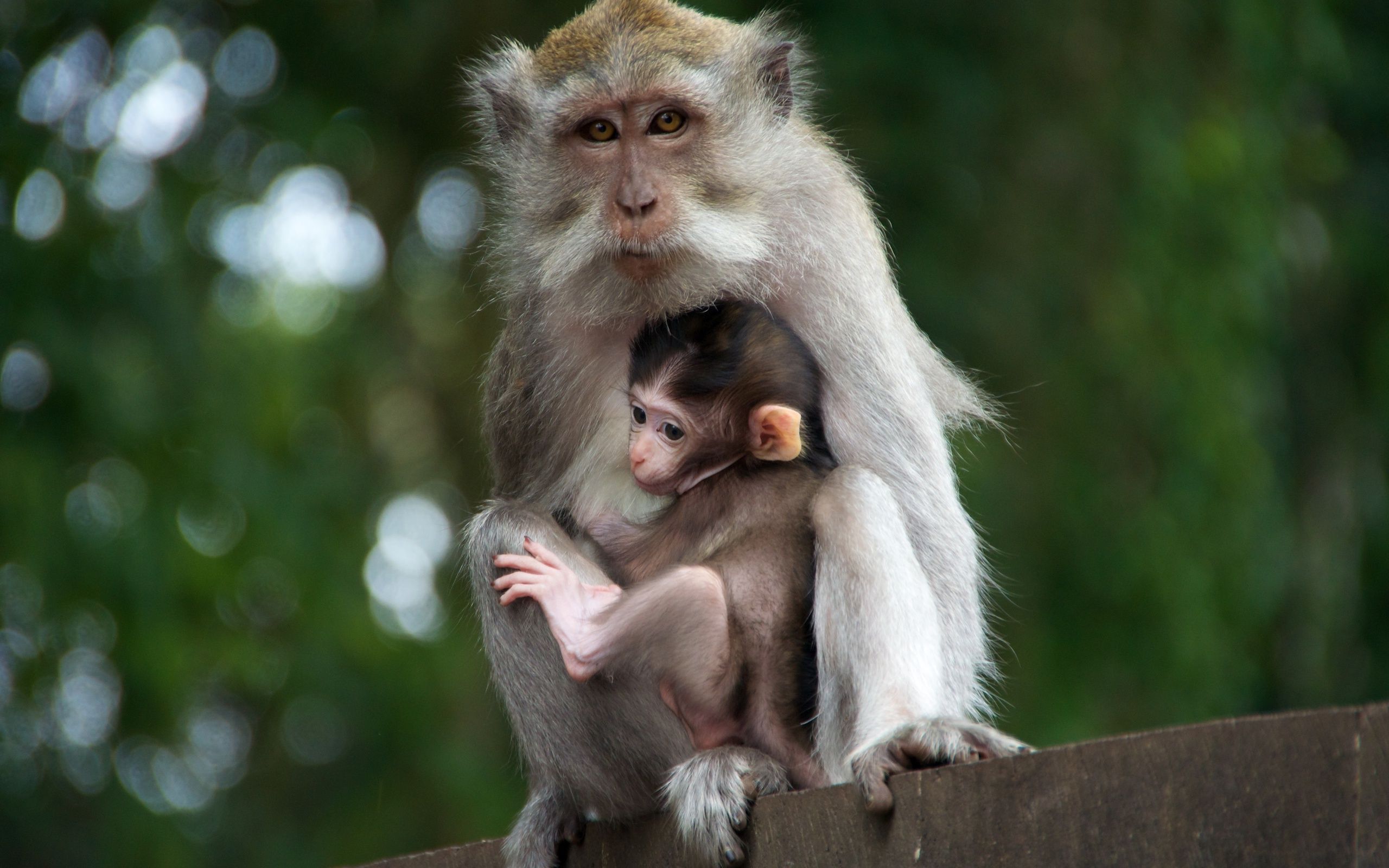 Mama monkey and her baby