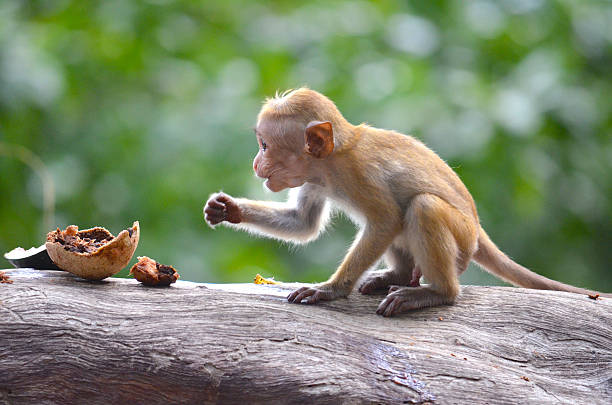 Monkeying around stock photo