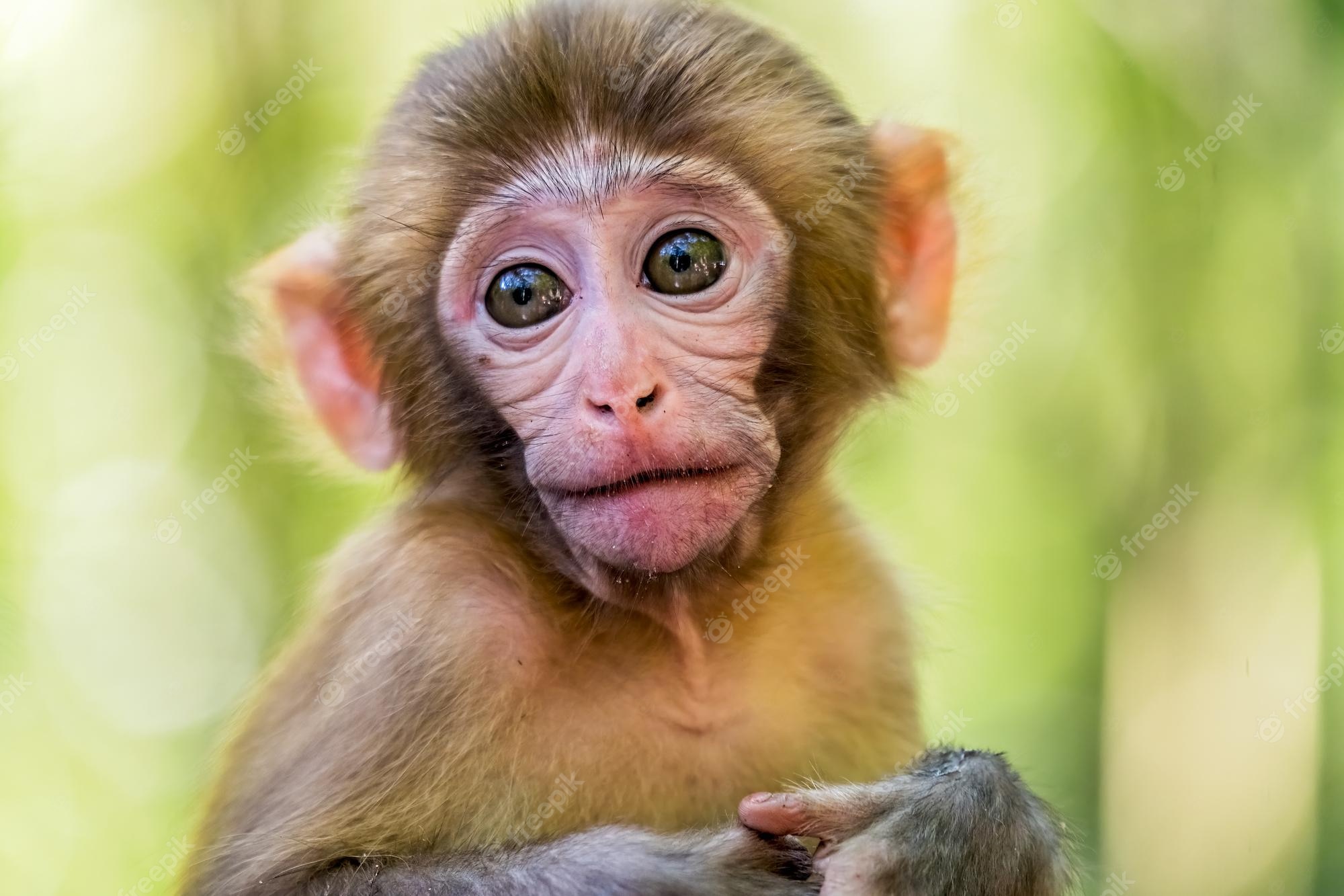 Premium photo cute baby monkey portrait