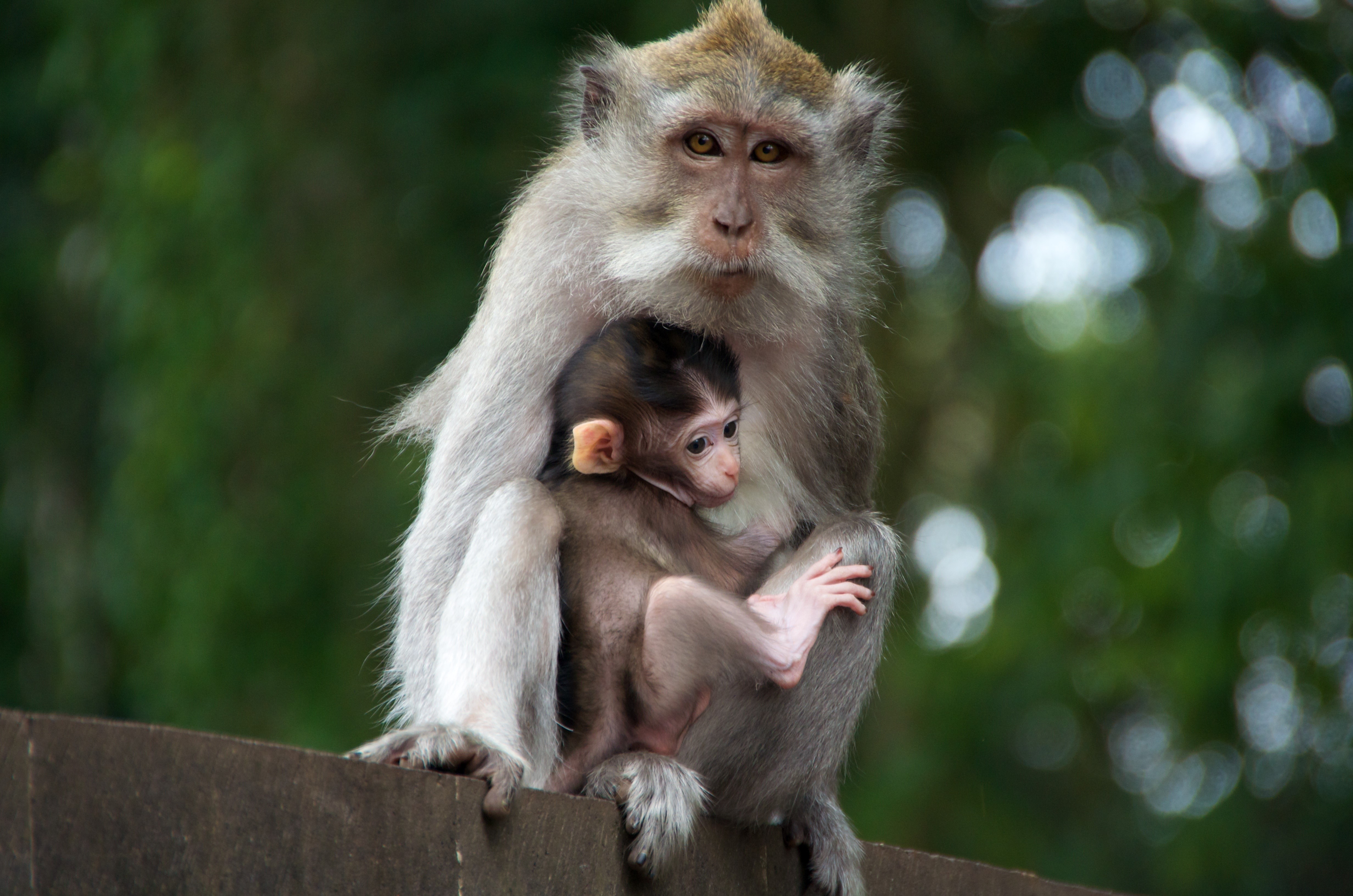 K monkeys