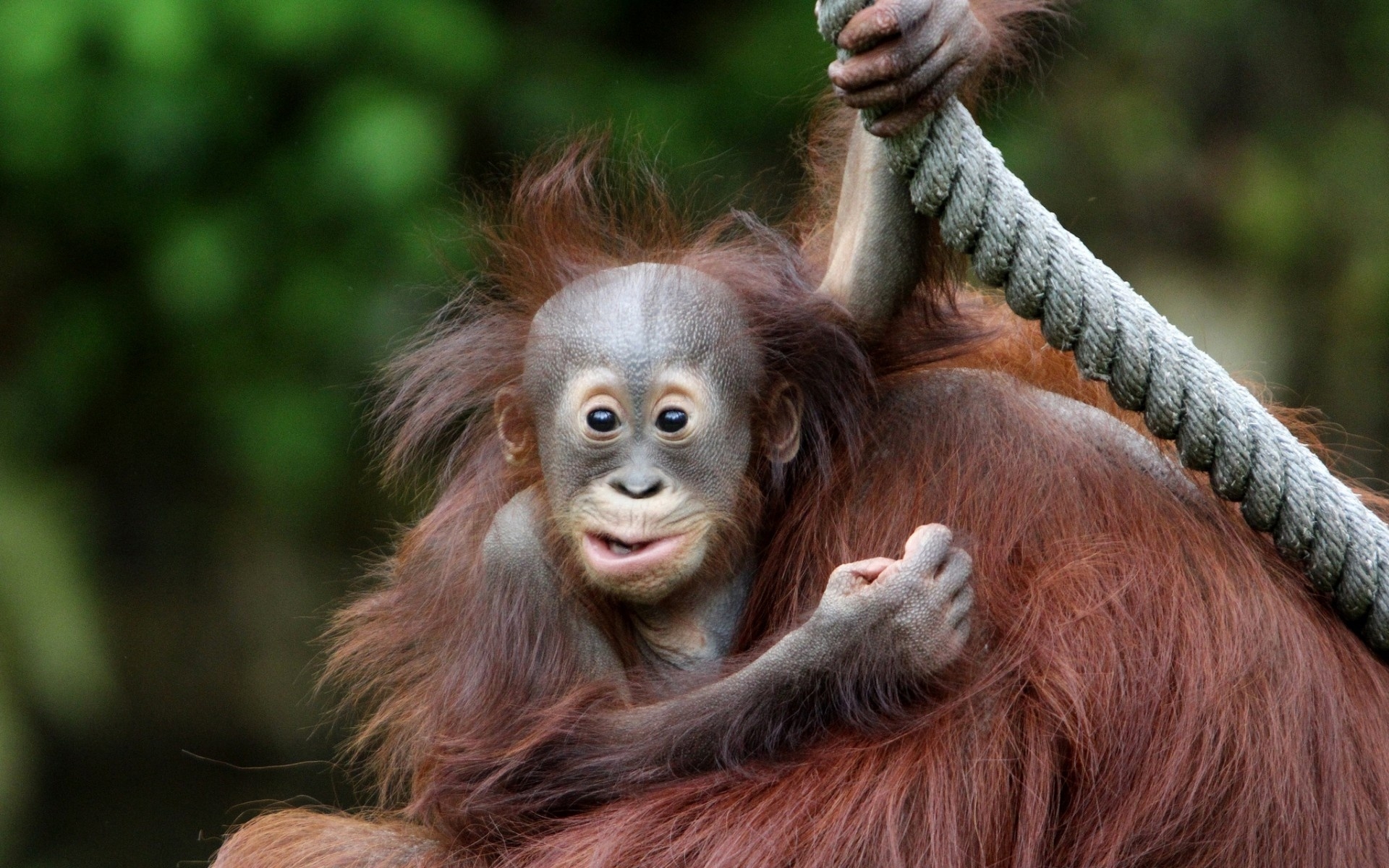 Wallpaper face eyes wildlife baby monkey orangutan fauna mammal vertebrate great ape primate x