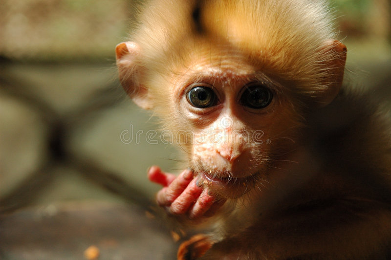 Baby monkey stock image image of mammals afraid monkeys