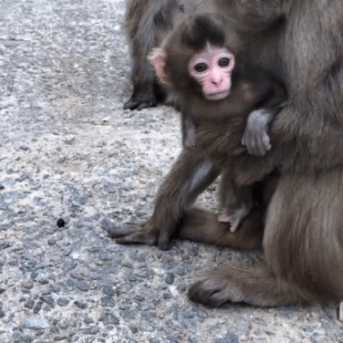 Baby monkey gif