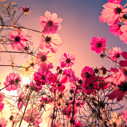 Cute flower wallpaper tumblr