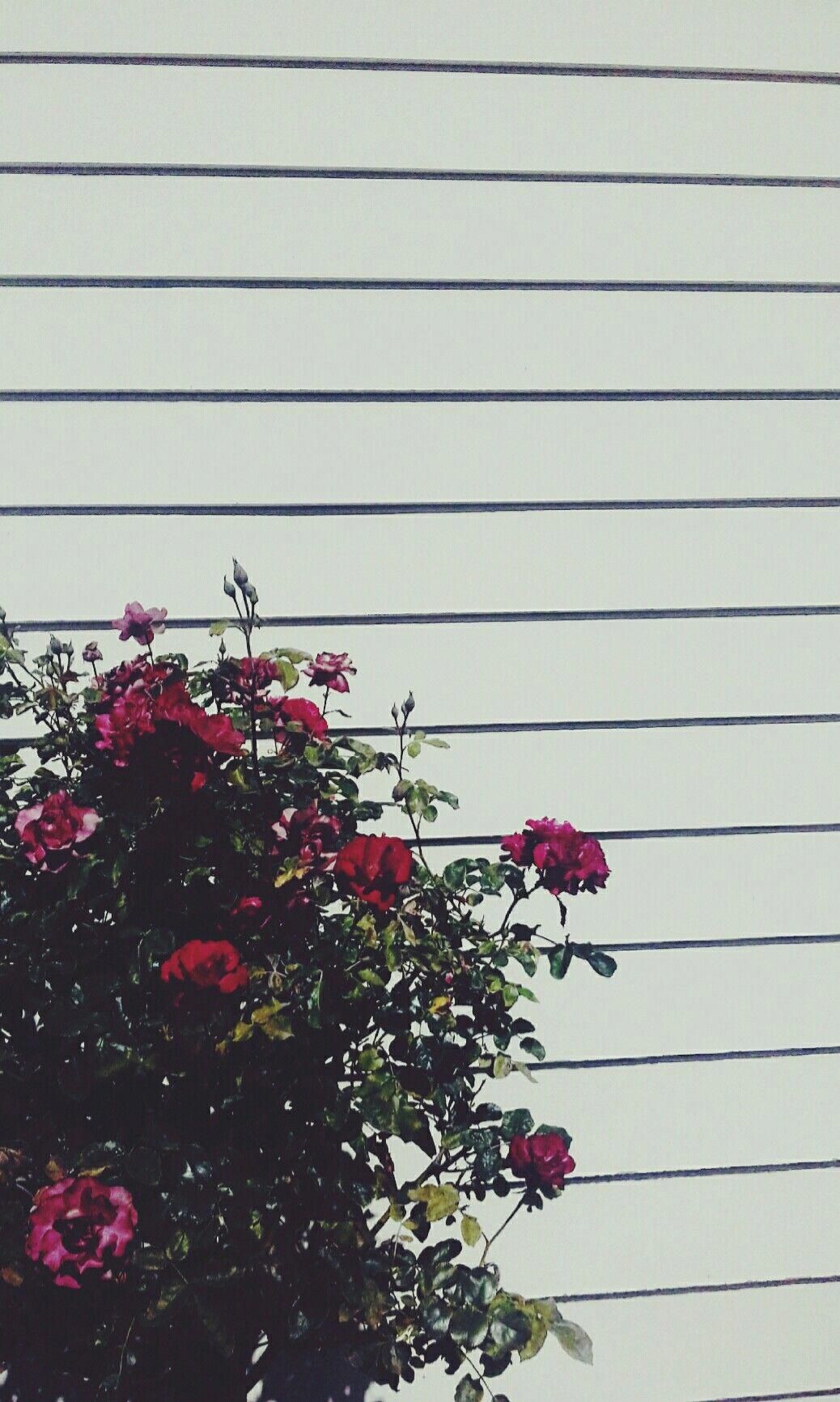 Grunge tumblr aesthetic flower wallpapers