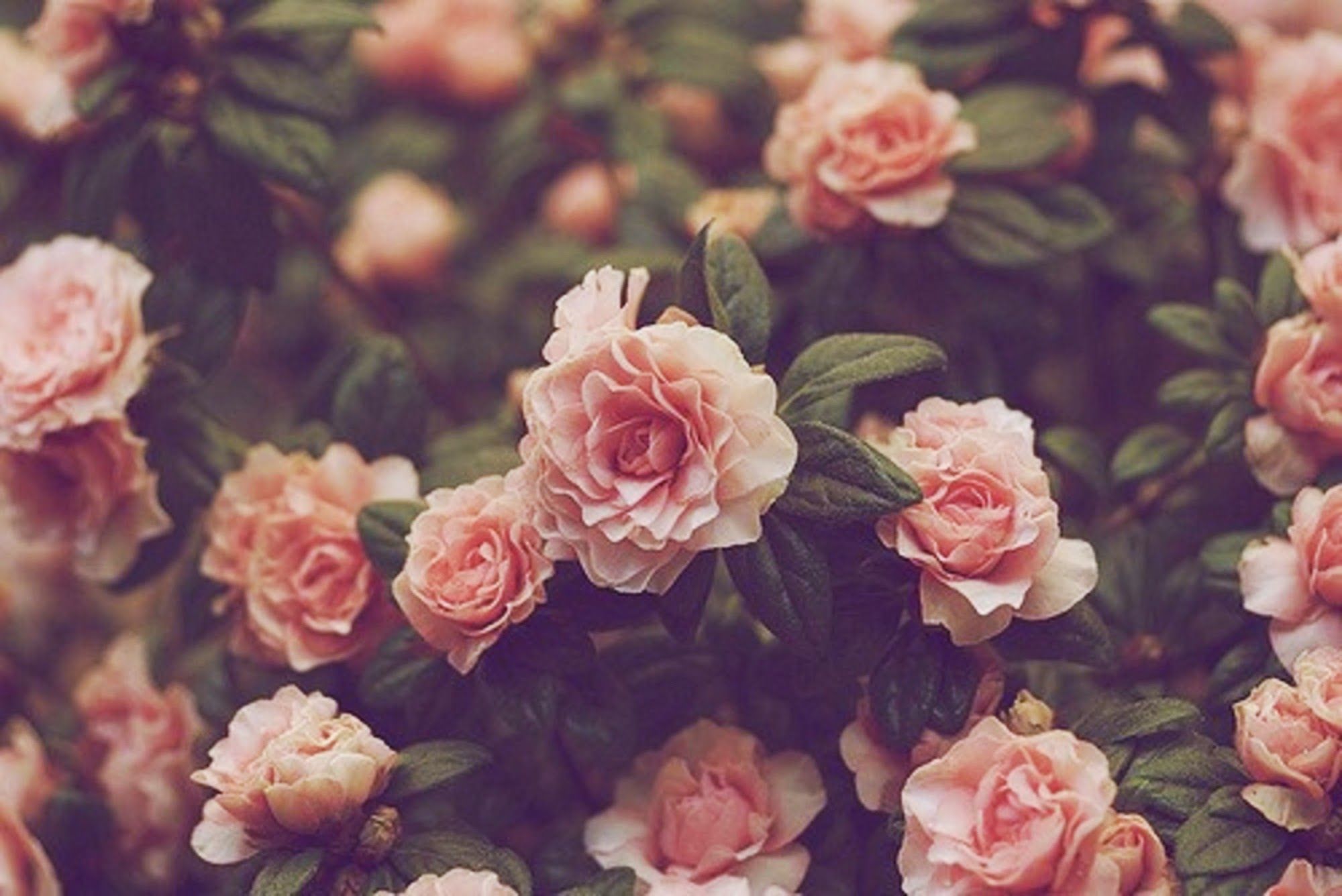Tumblr flowers desktop wallpapers