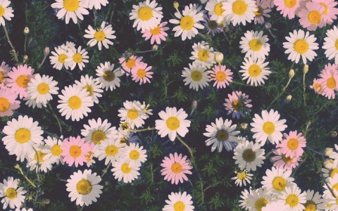 Flower tumblr fondos de pantalla tumblr backgrounds imãgenes por chrotoem imãgenes espaãoles imãgenes