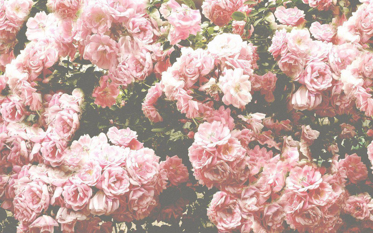 Flowers backgrounds tumblr