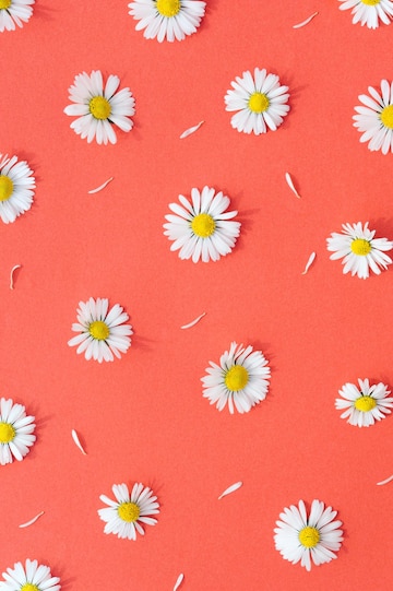 Premium photo daisy spring flowers on a red background natural aesthetic wallpaper
