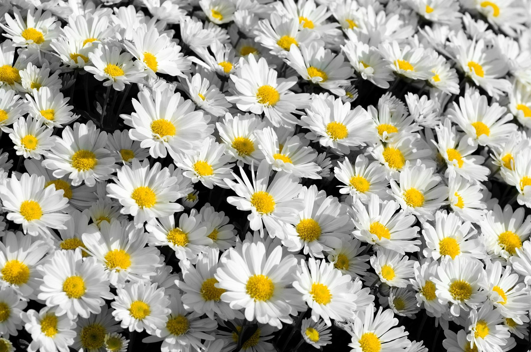 Afbeeldingsresultaat voor tumblr desktop background tumblr flower flower wallpaper art wallpaper