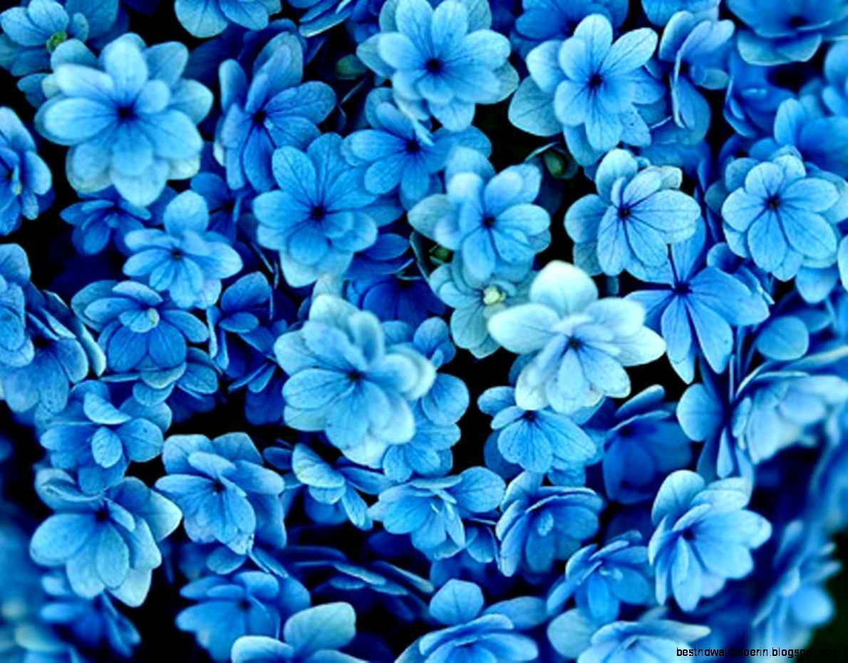 Blue flower tumblr wallpapers