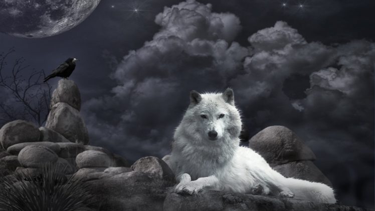 Wolf dark gothic wallpapers hd desktop and mobile backgrounds