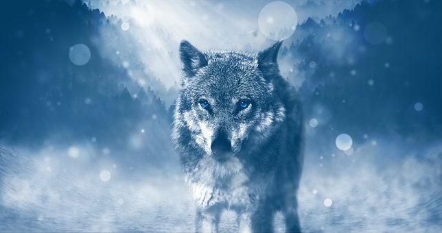Free wolf pictures images hd