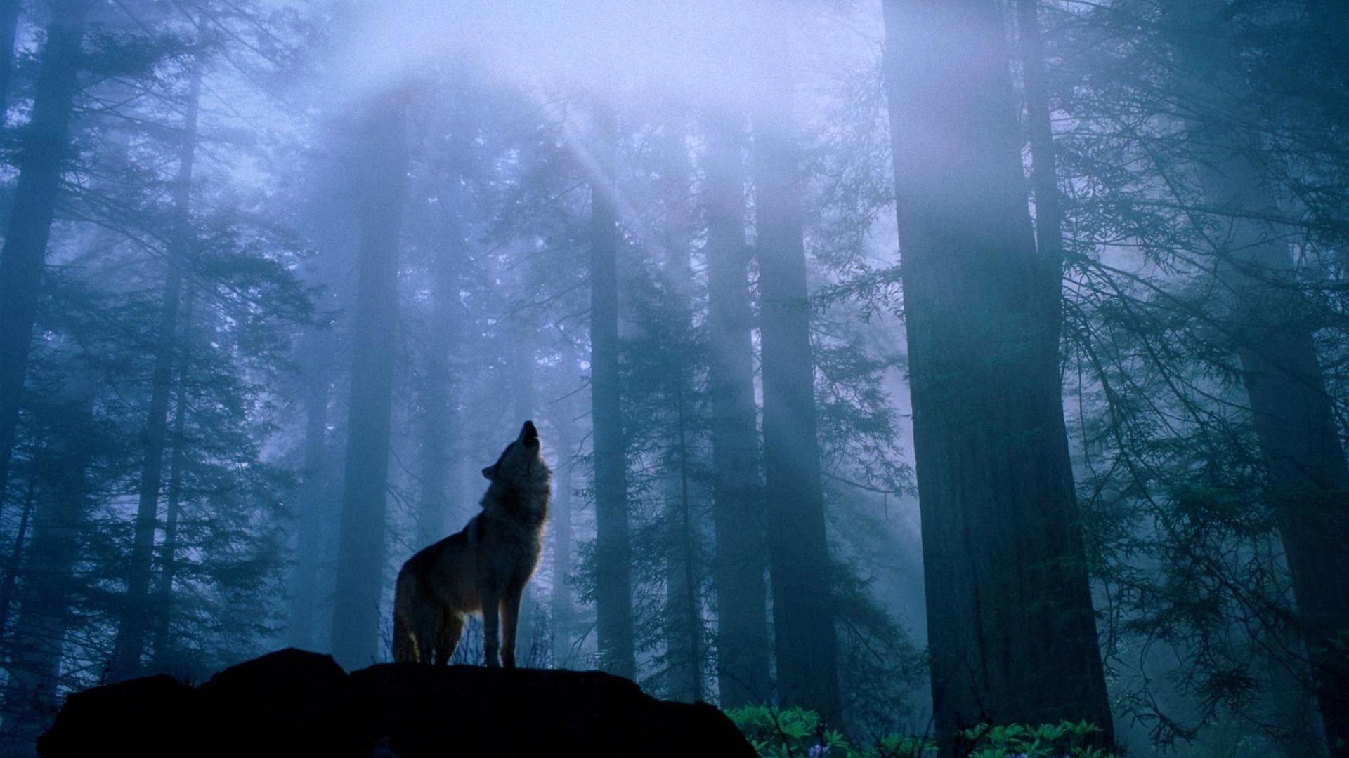 Wolf wallpapers hd