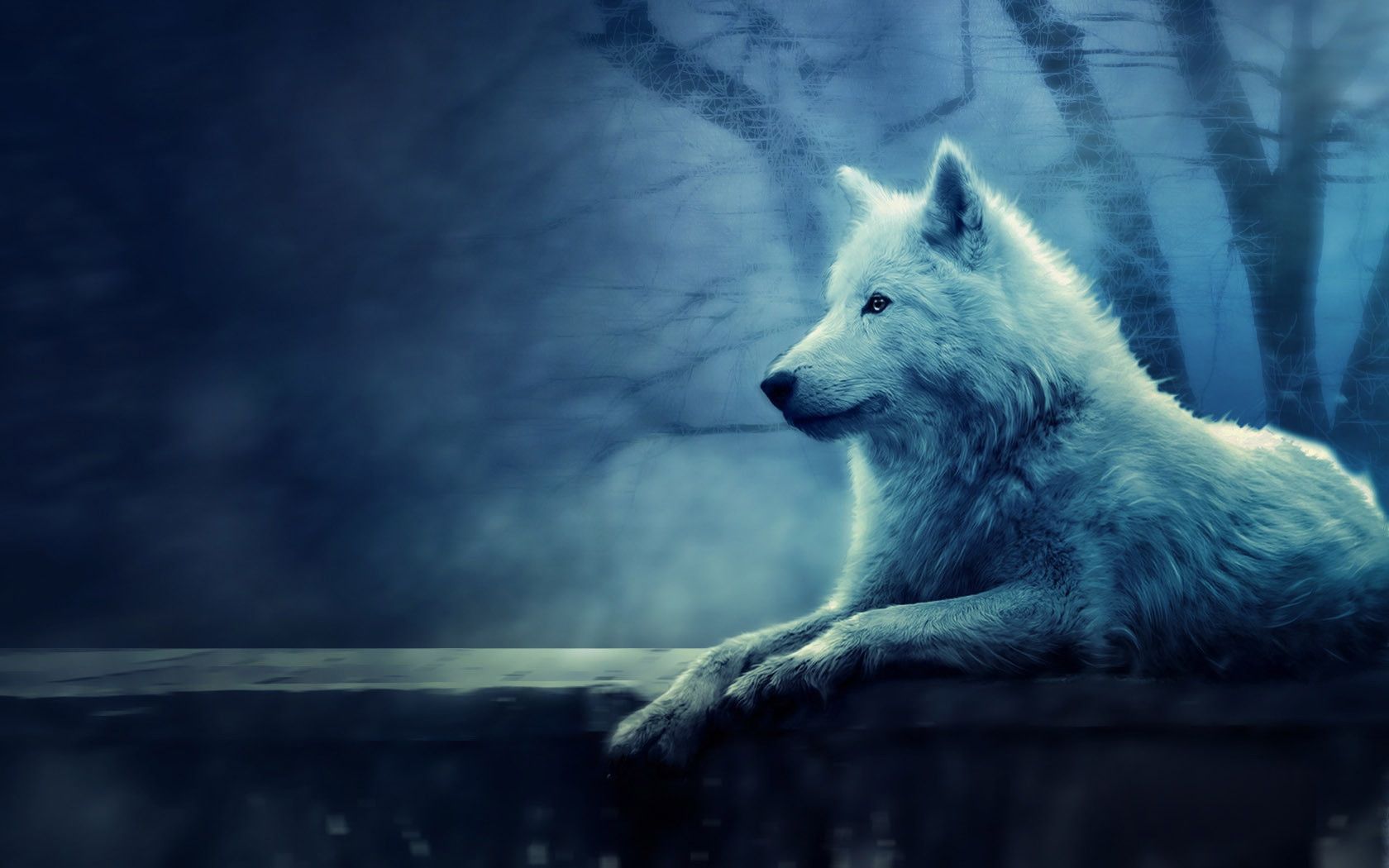 Blue wolf wallpapers