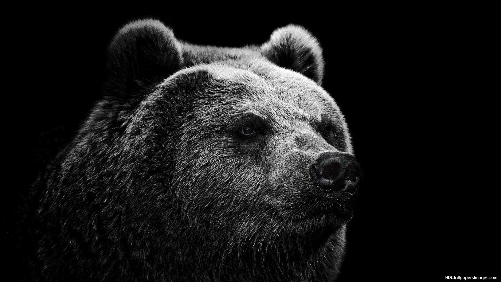 Black bear wallpaper pictures