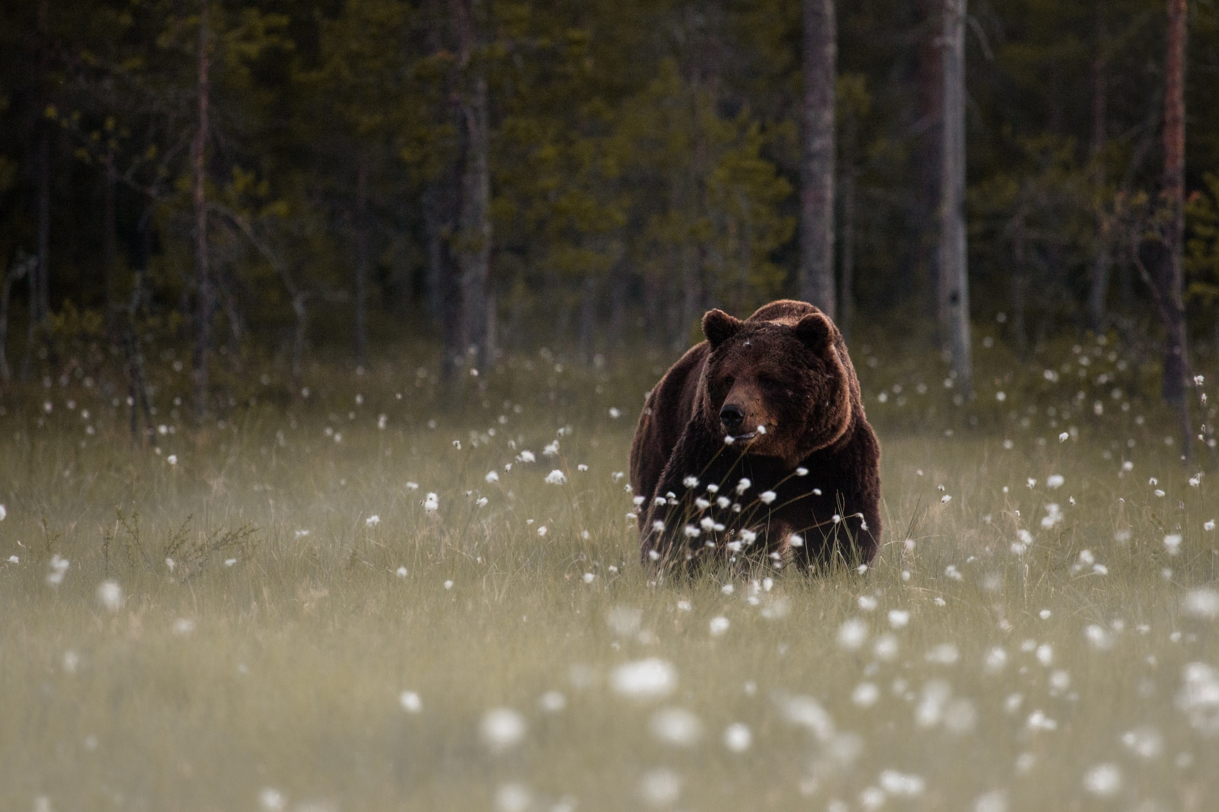 Brown bear wallpaper