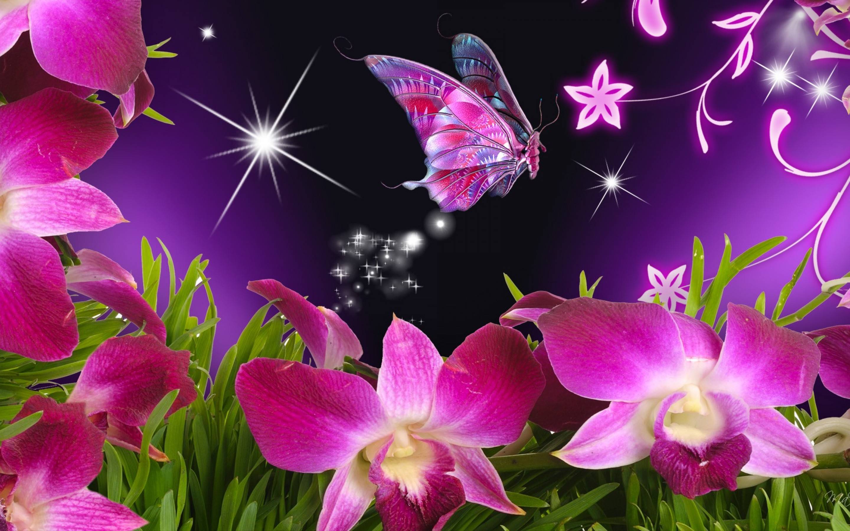 Beautiful butterfly wallpapers desktop