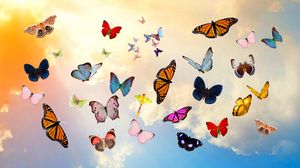 Butterfly full hd hdtv fhd p wallpapers hd desktop backgrounds x images and pictures