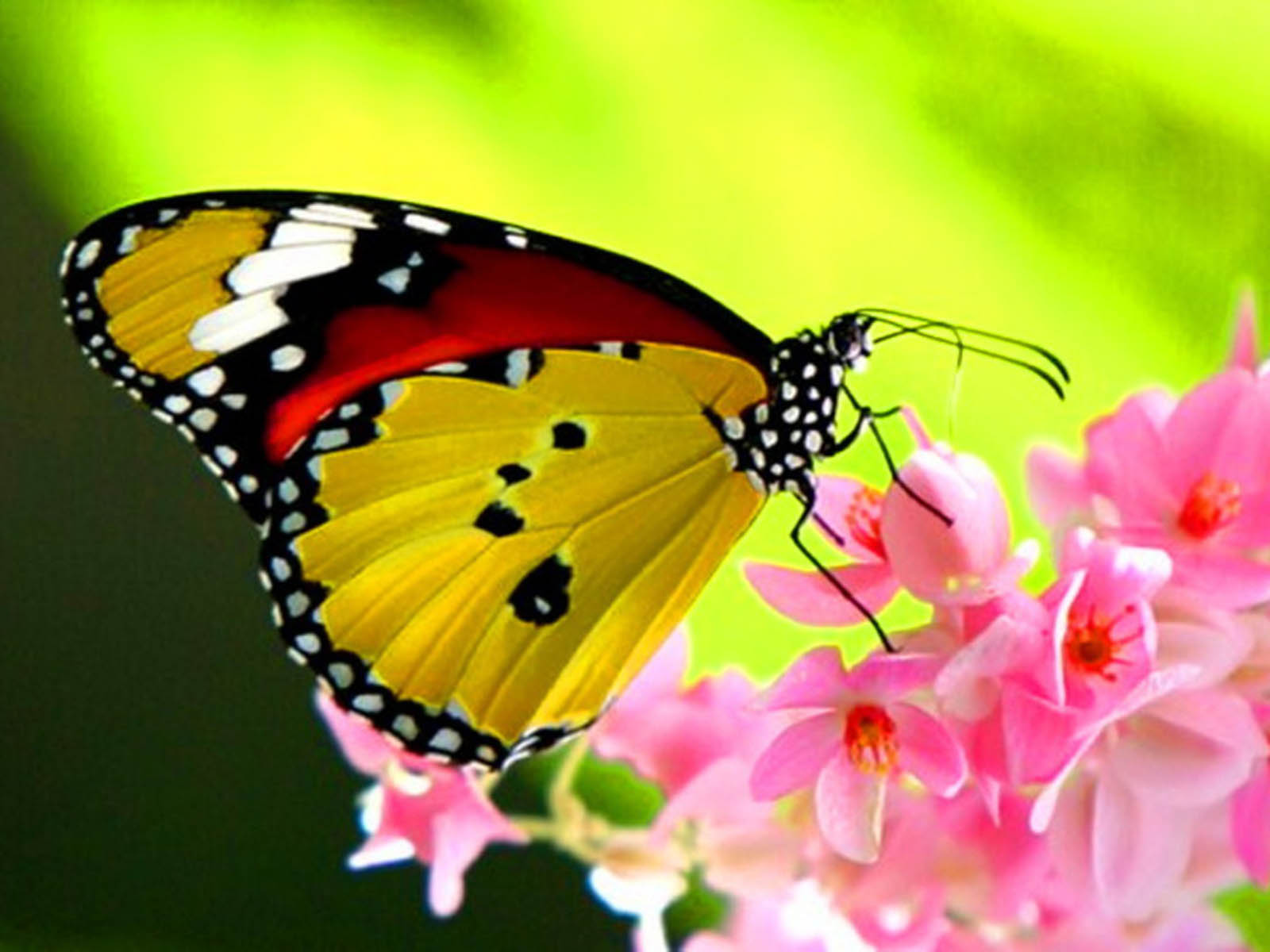 Beautiful butterfly wallpapers for desktop