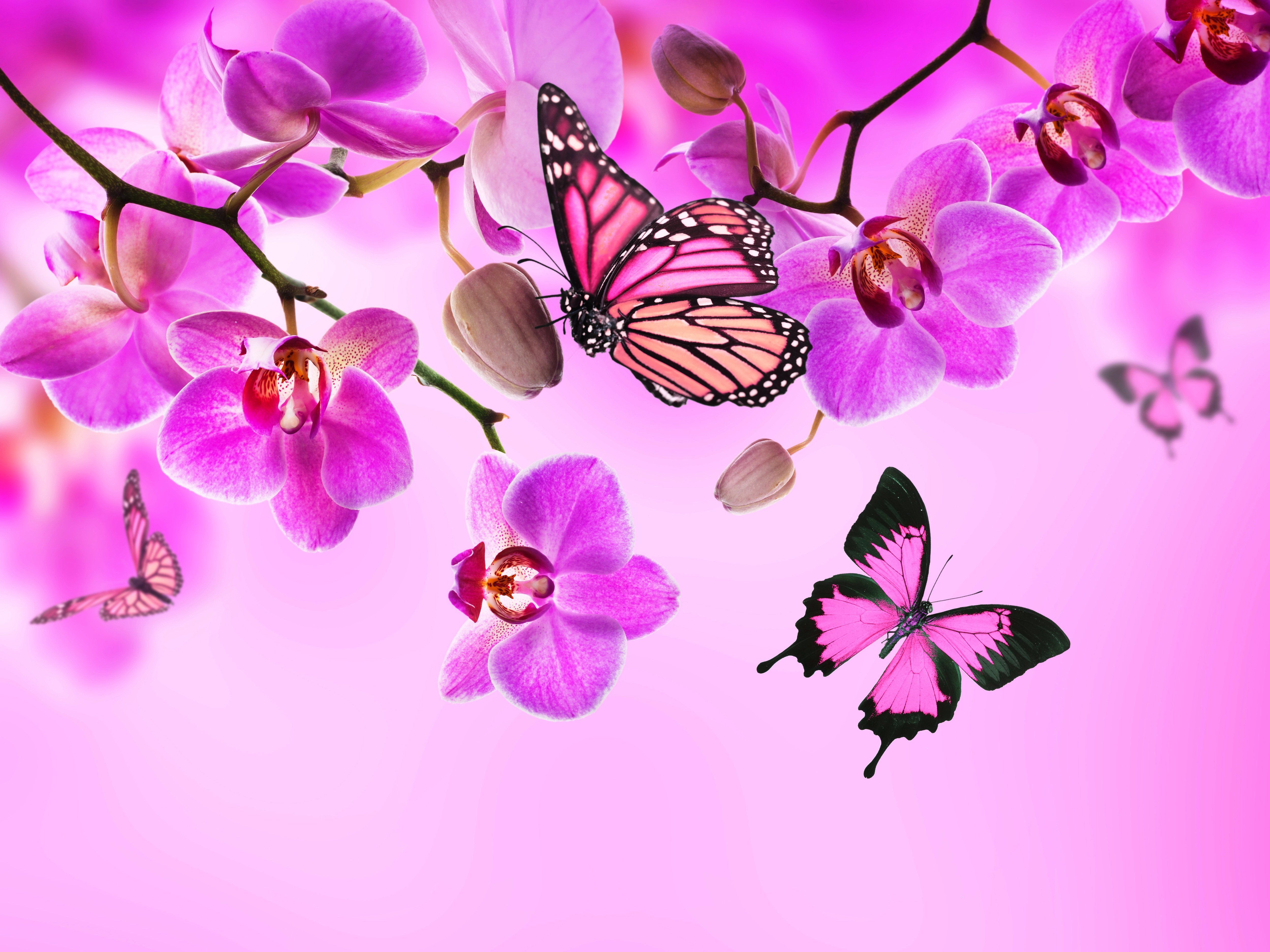 Pink butterfly desktop wallpapers