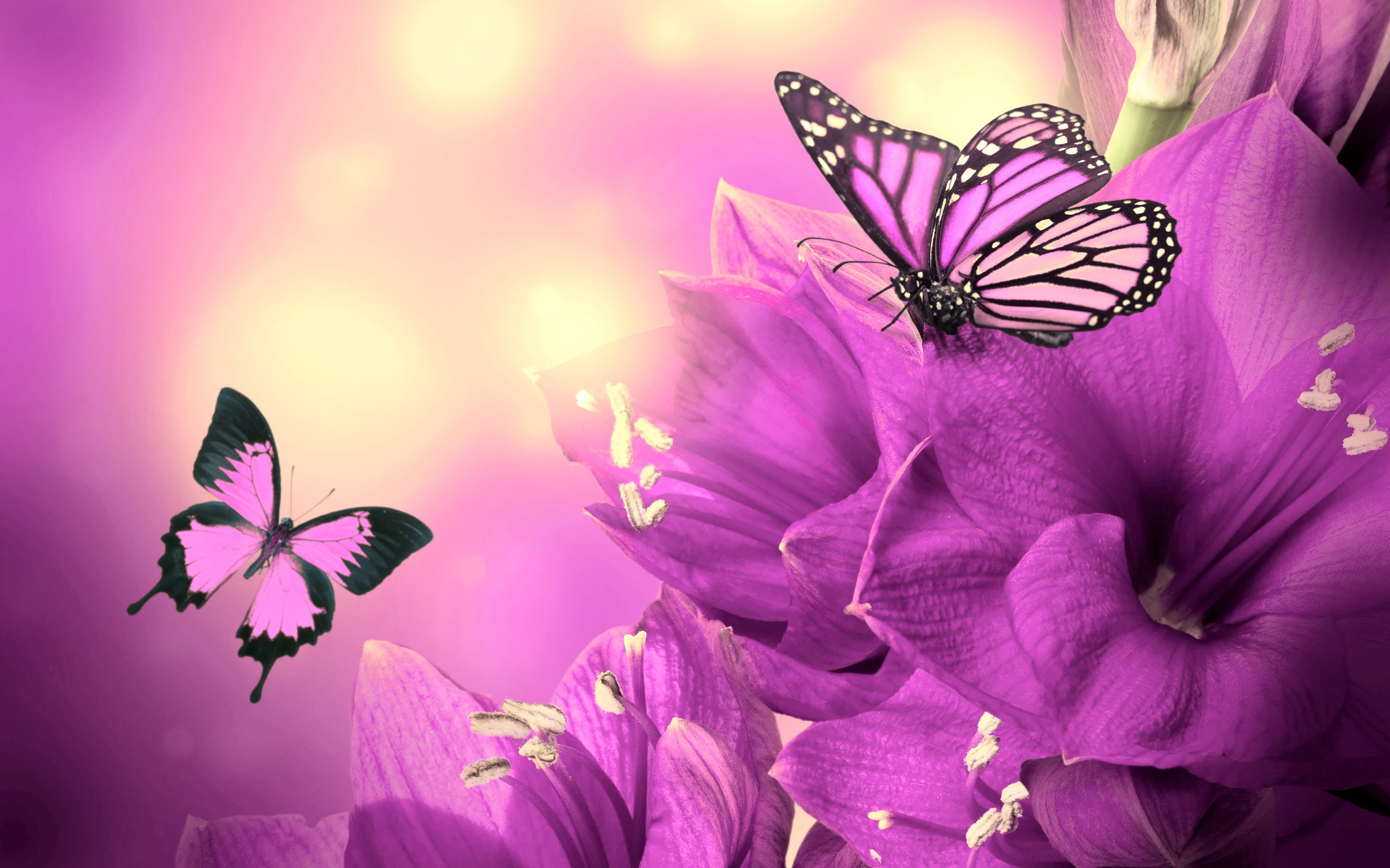 Butterfly and flower wallpaper
