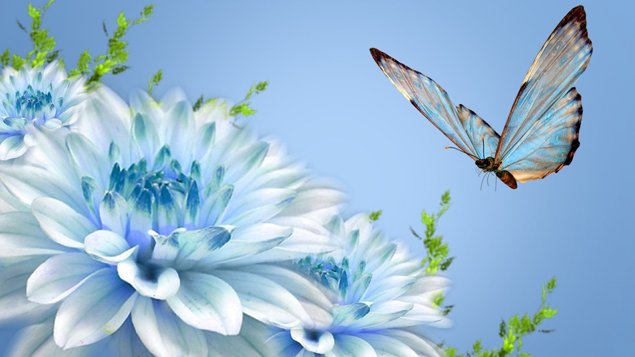 Beautiful butterfly wallpapers pictures