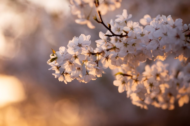 Premium photo beautiful almond tree flowers wallpaper delicate bouquets of white flowers in the backlight of the rays of setting sun blossoming tree selective focus good weather on warm spring day