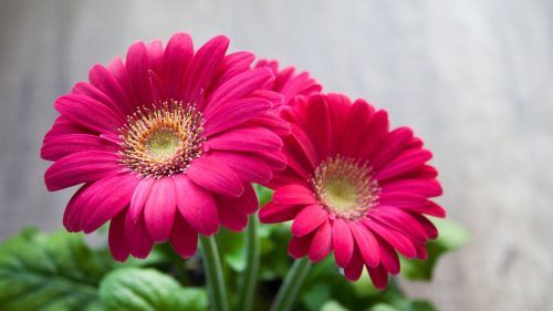 Best hd wallpapers for laptop p with daisy flower pink flower images hd hd flower wallpaper flower images