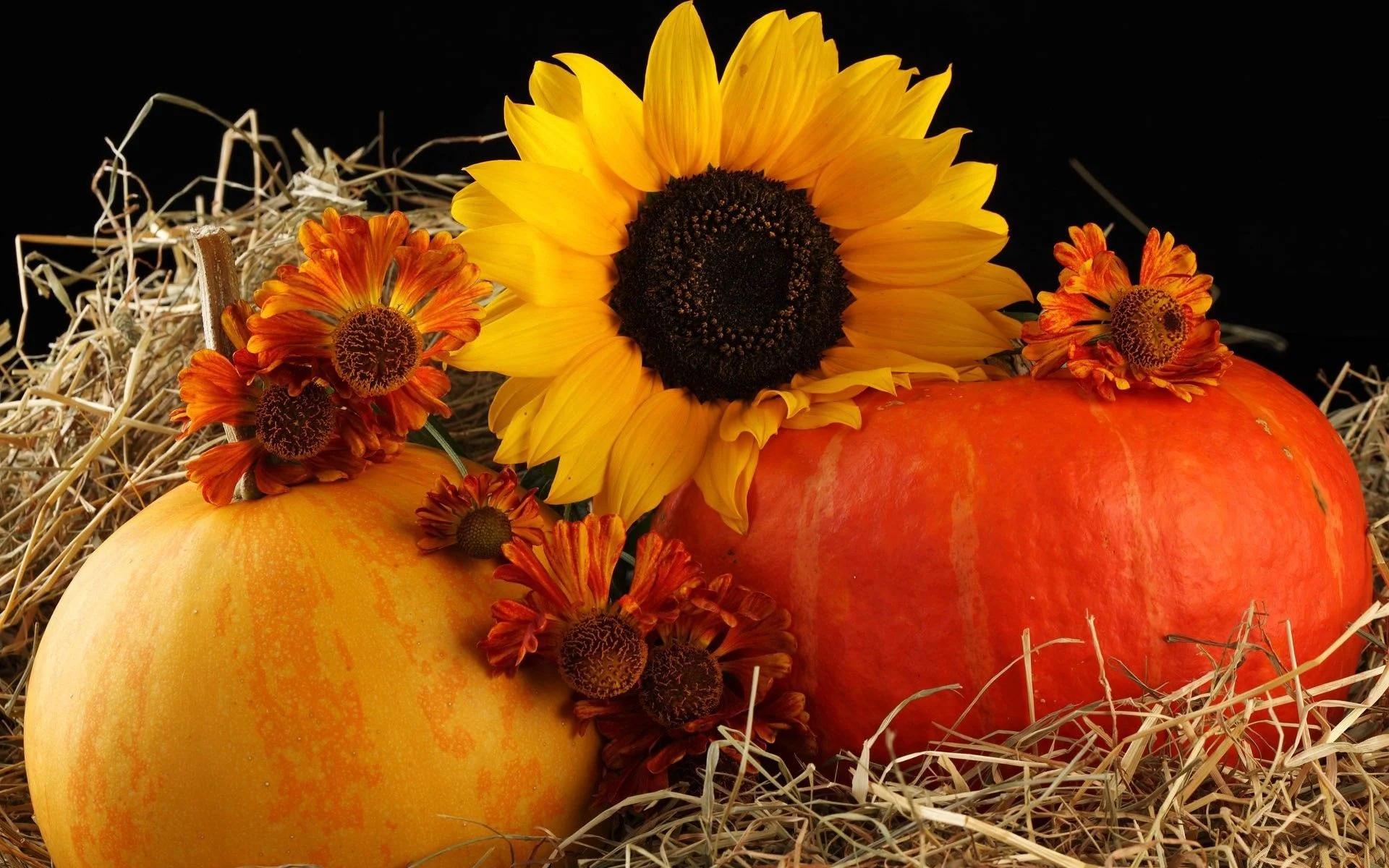 Pumpkin and fall flower wallpapers and backgrounds k hd dual screen