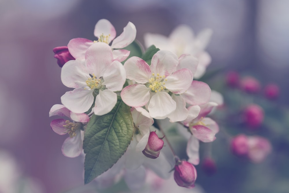 Spring laptop wallpapers best free wallpaper spring flower and blossom photos on