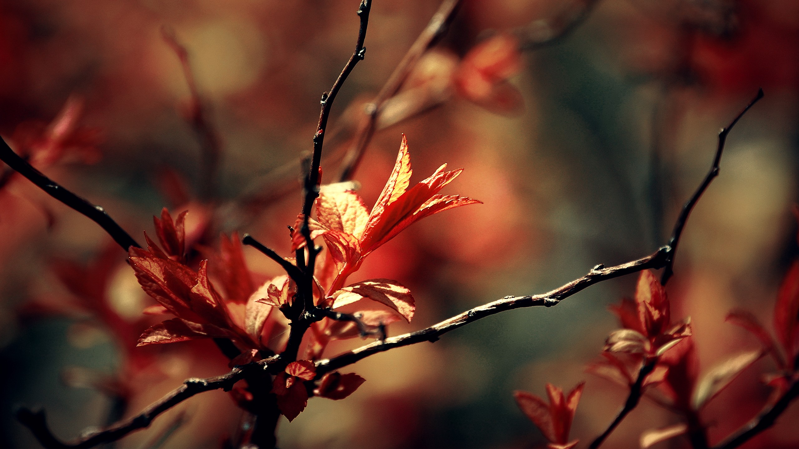 Wallpaper sunlight fall leaves depth of field nature red plants branch blossom spring twigs tree autumn leaf flower season flora petal twig botany woody plant close up macro photography x