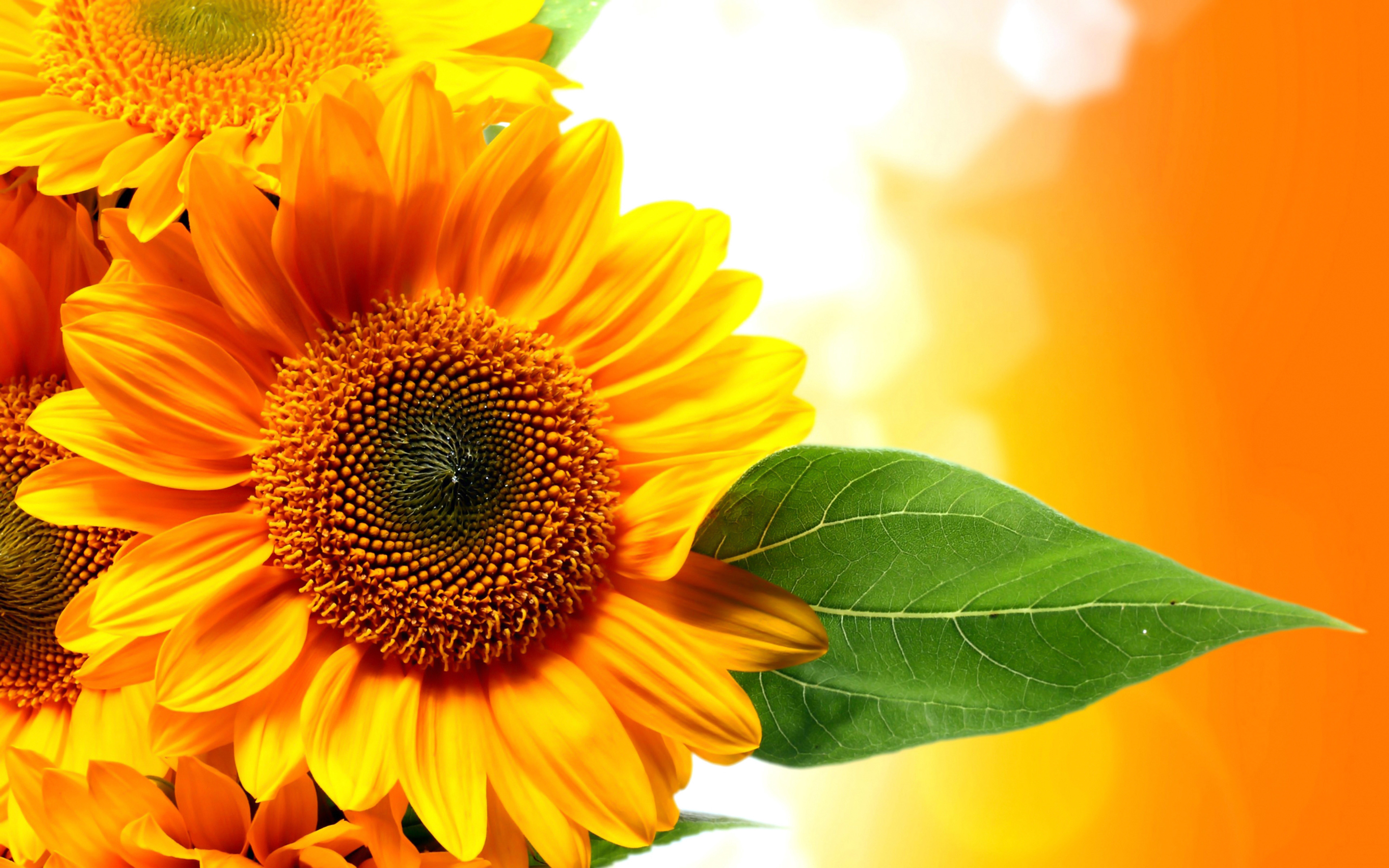Sunflower orange flowers beautiful golden hd wallpaper for puters laptop tablet and mobile phones x