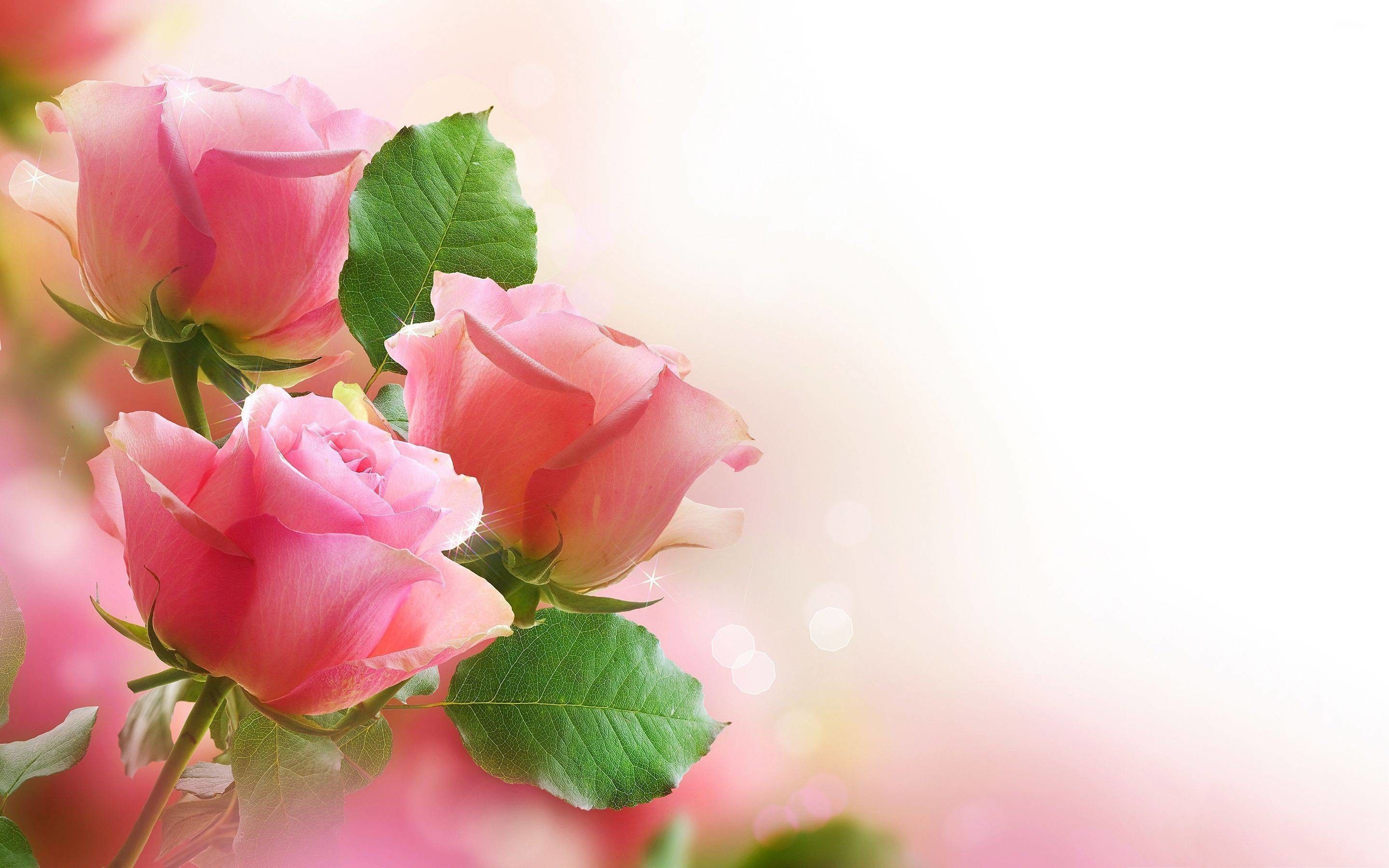 Most beautiful flowers wallpapers