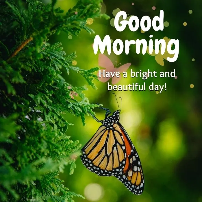 Green good morng images wishes