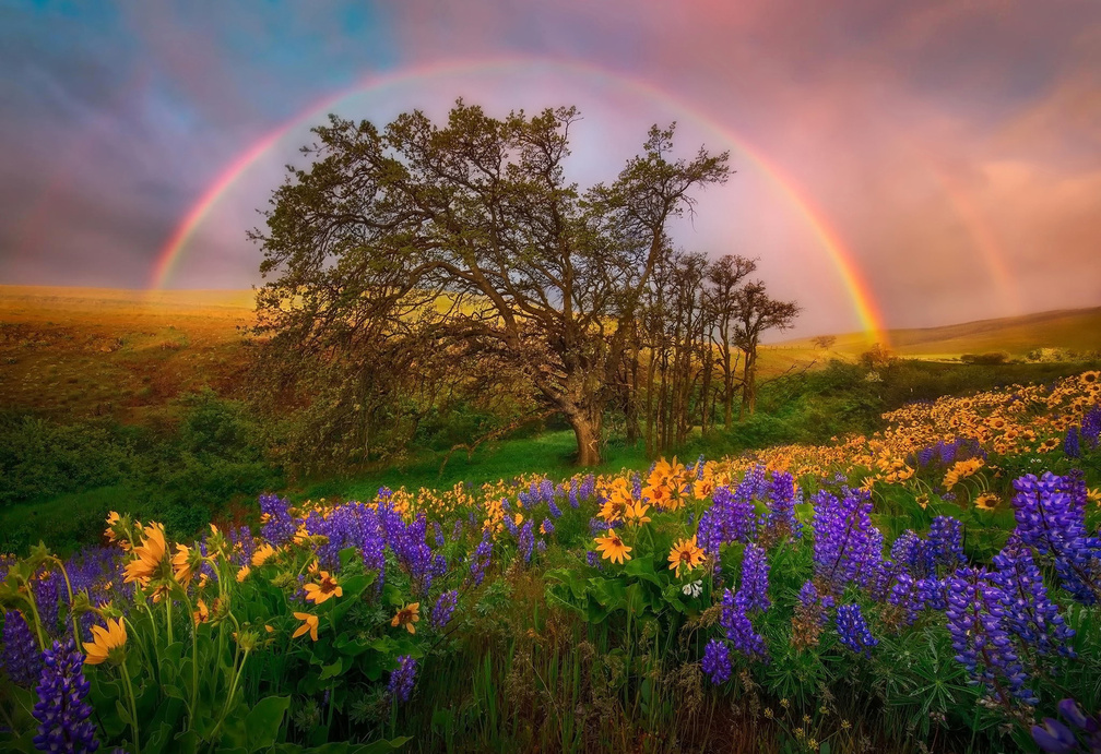 Nature wallpapers rainbows wallpapers download hd wallpapers and free images