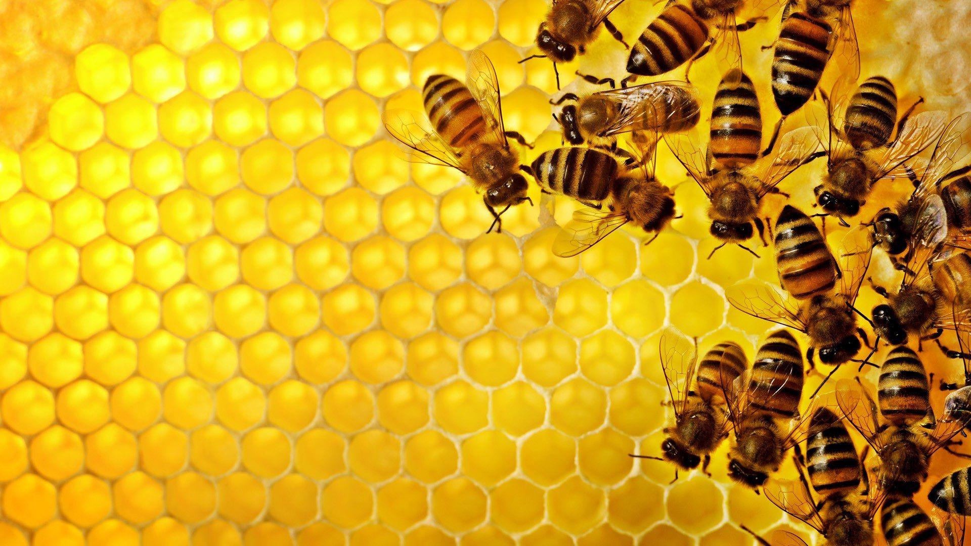 Honey bee wallpapers