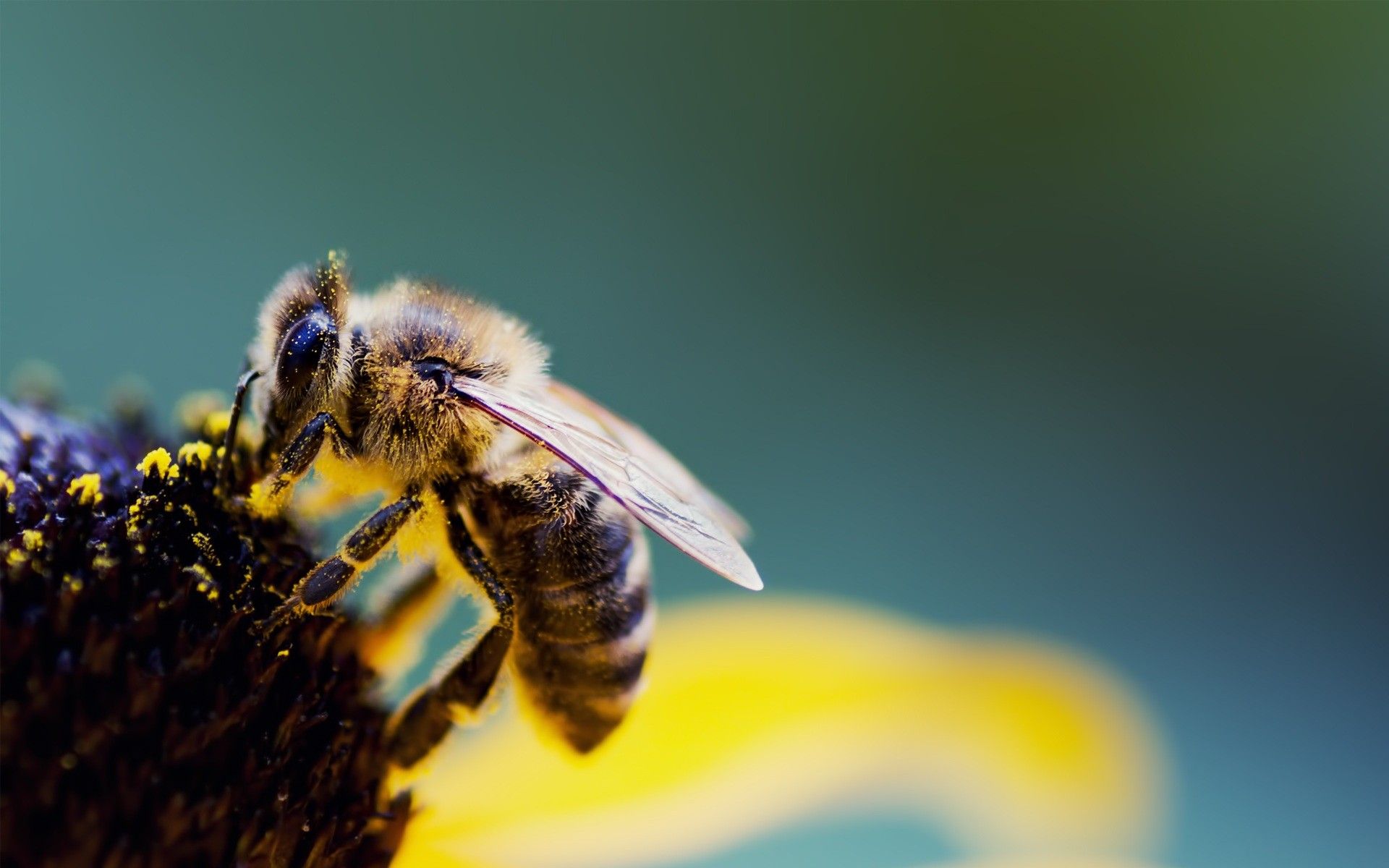X bee macro desktop pc and mac wallpaper bee bee pollen animals
