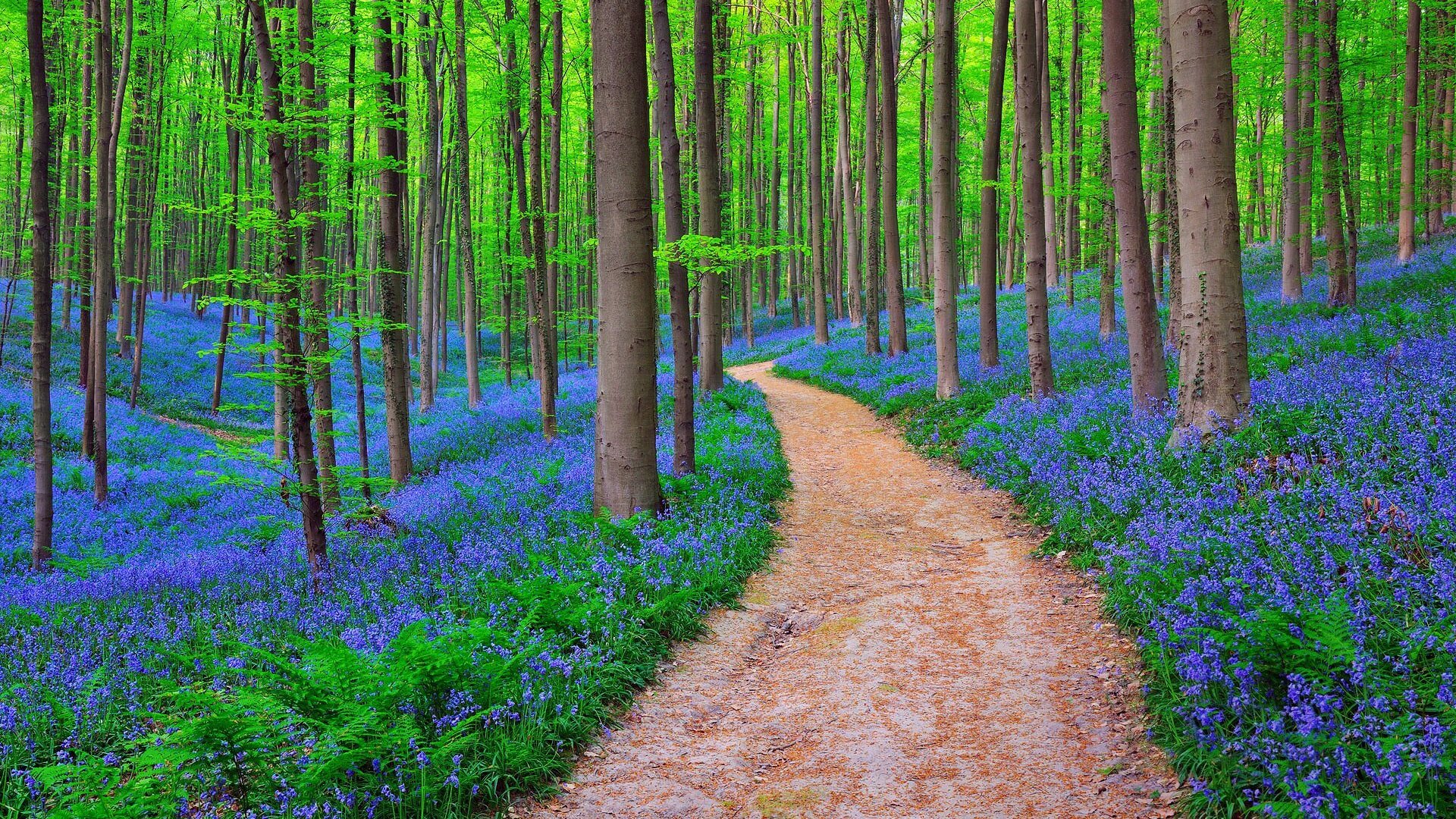 Nature belgium forest bluebells k desktop wallpaper
